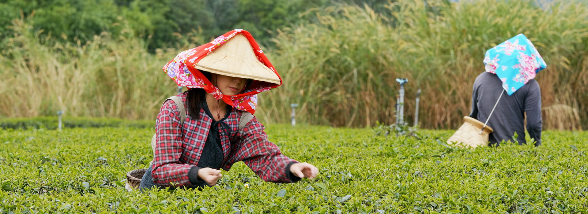Darjeeling