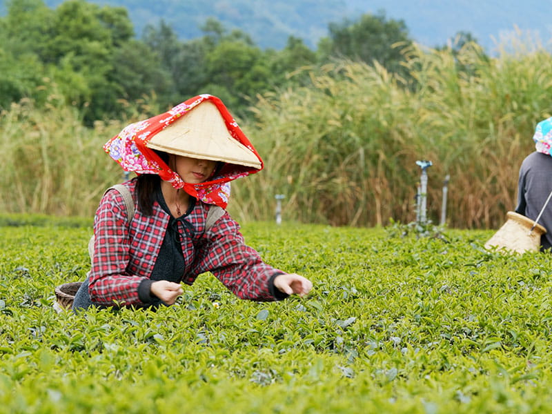 Darjeeling