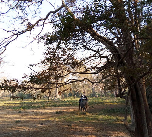 Dooars Wild Trails
