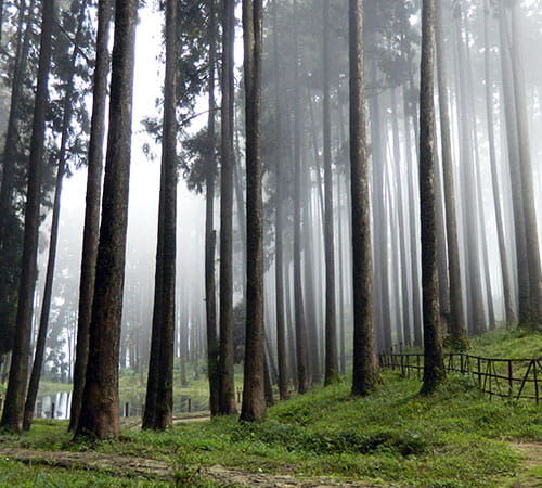 Darjeeling, Pelling & Gangtok Explorer